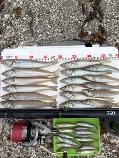 シロギスの釣果