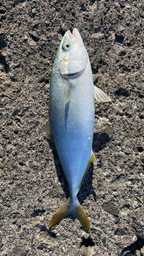 フクラギの釣果