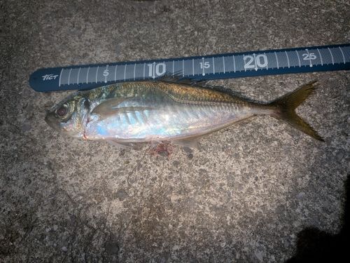マアジの釣果