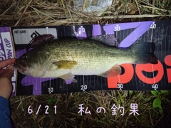 ブラックバスの釣果