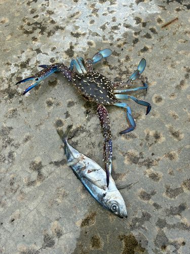 ガザミの釣果