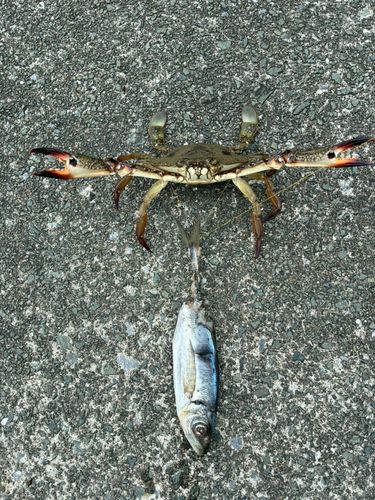ガザミの釣果