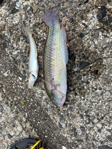 キスの釣果