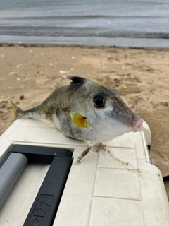ギマの釣果