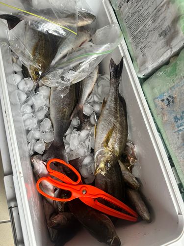 イサキの釣果