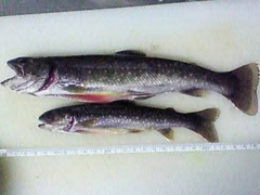 イワナの釣果