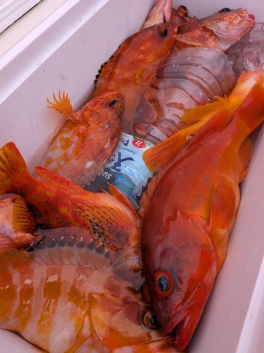 アカハタの釣果