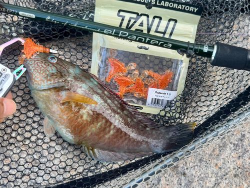ホシササノハベラの釣果
