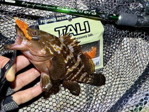 アコウの釣果