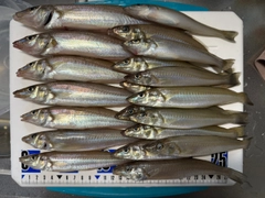 シロギスの釣果