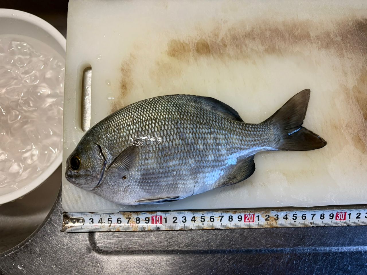 イスズミの釣果写真