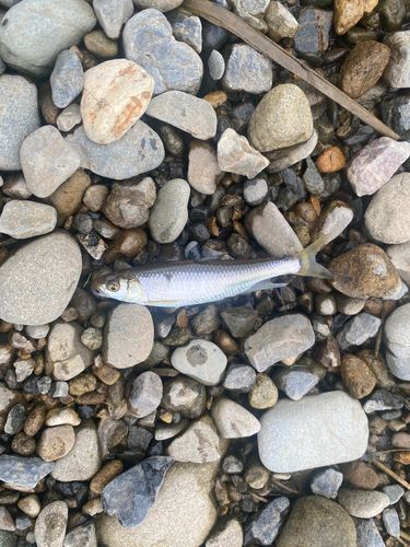 オイカワの釣果