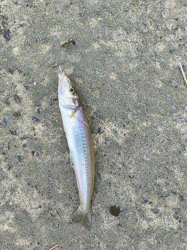 キスの釣果