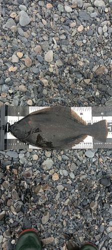 ヒラメの釣果