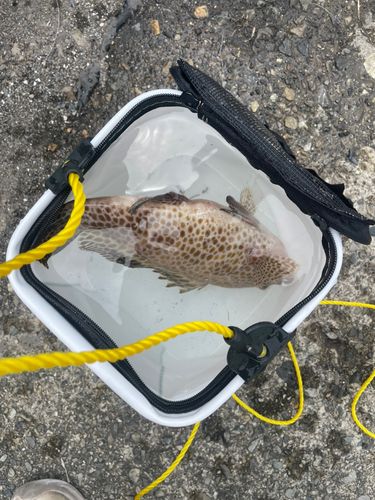 オオモンハタの釣果