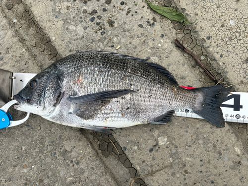 チヌの釣果