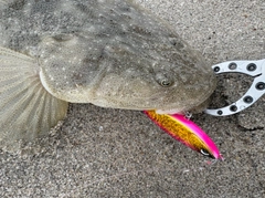 マゴチの釣果