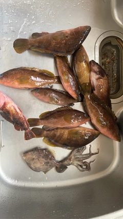 キジハタの釣果