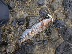 アイナメの釣果