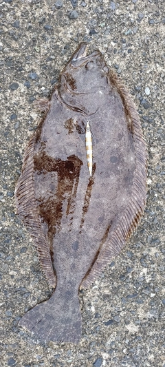 ヒラメの釣果