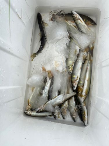 アユの釣果