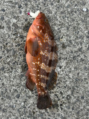 アコウの釣果