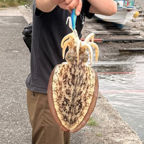 モンゴウイカの釣果