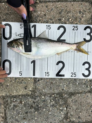 コノシロの釣果