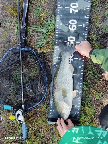 ブラックバス 釣果一覧】大阪府で釣れたブラックバス - アングラーズ | 釣果600万件