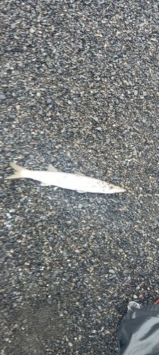 カマスの釣果