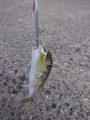 シロサバフグの釣果