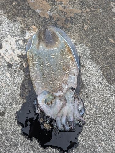 モンゴイカの釣果
