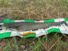ナマズの釣果