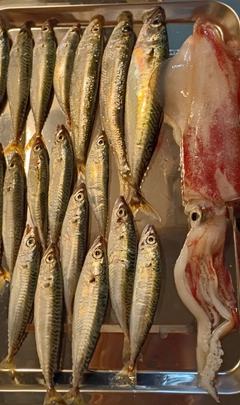 ケンサキイカの釣果