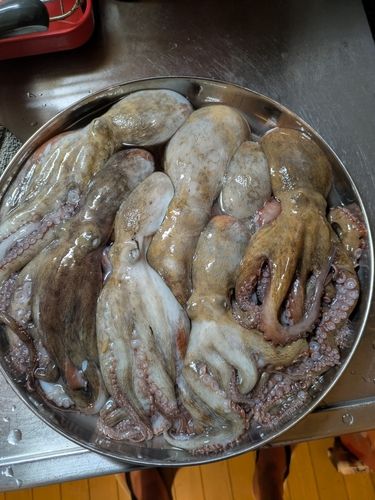 マダコの釣果
