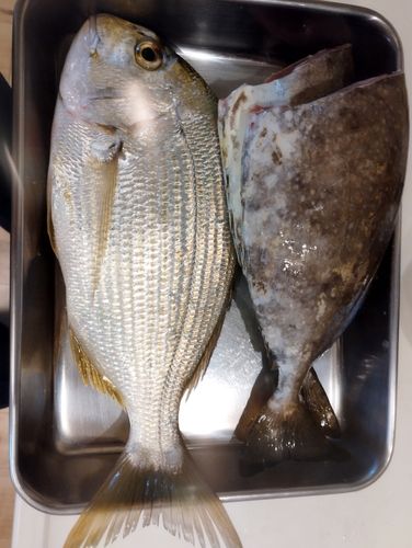 キチヌの釣果
