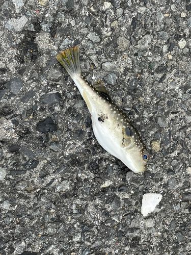フグの釣果