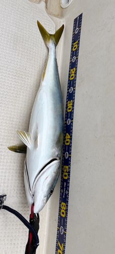 ワラサの釣果