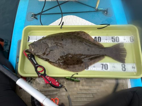 ヒラメの釣果