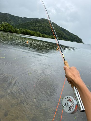 ブルーギルの釣果