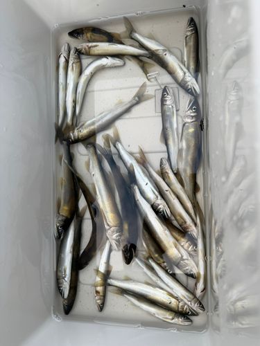 アユの釣果