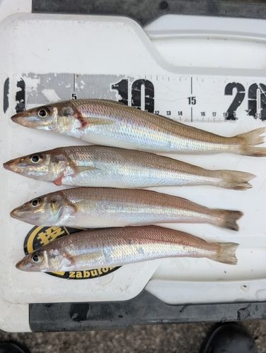 キスの釣果