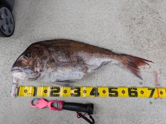 マダイの釣果
