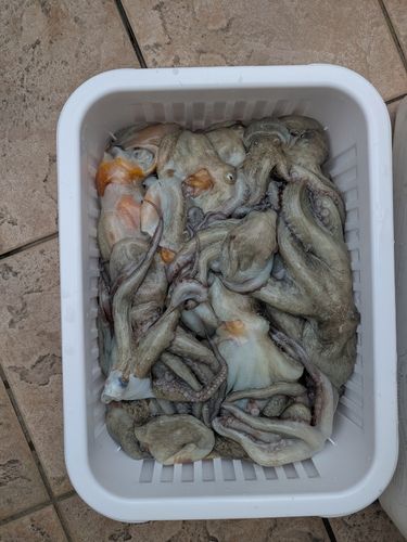 タコの釣果