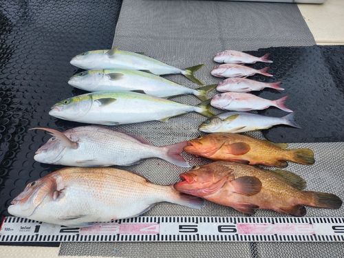 ハマチの釣果