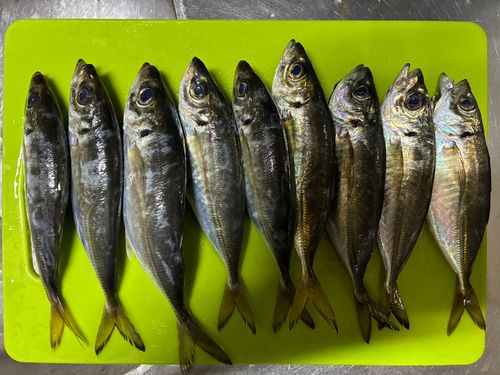 アジの釣果