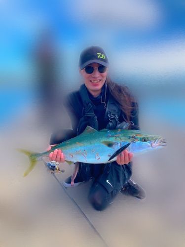ブリの釣果