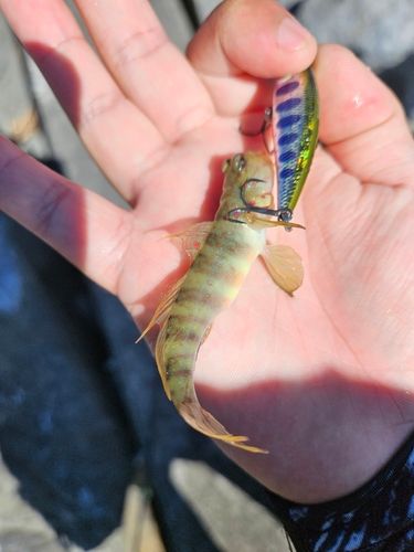 オイランハゼの釣果