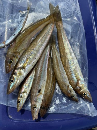 キスの釣果