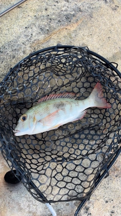 シロダイの釣果